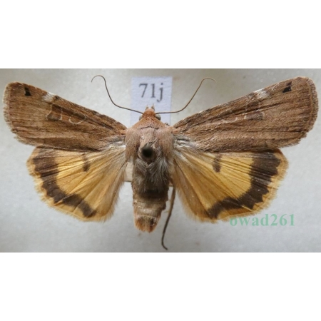 Noctua orbona (Hufnagel, 1766) Rolnica sierotka Slovakia71j